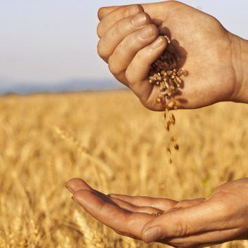 Вінницька область намолотила понад шість мільйонів тонн зерна