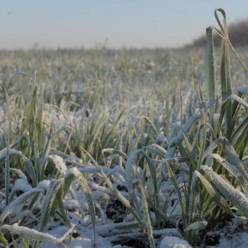 На вінницьких полях вимерзає майбутній врожай зернових
