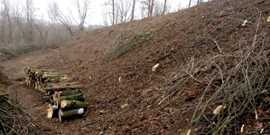 Вирубав 174 дерева у Тульчинському районі на Вінниччині та заплатить штраф