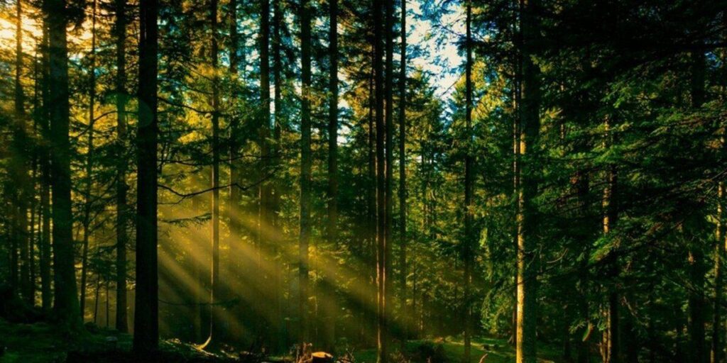 Цього року вінницькі лісівники відновлять 902 гектари лісу