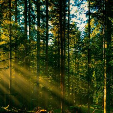 Цього року вінницькі лісівники відновлять 902 гектари лісу