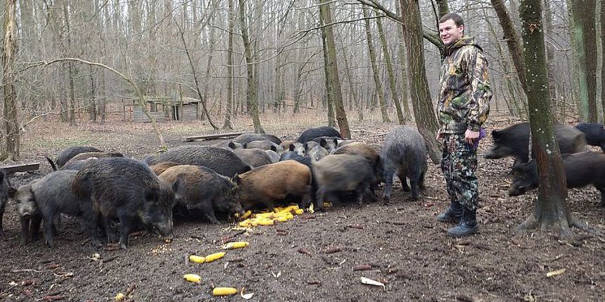 Вінницькі лісівники відновлюють поголів'я диких кабанів