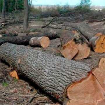 За вирубку лісу у Могилів-Подільському порушник відповість по закону