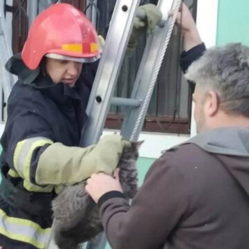 Рятувальники на Вінниччині дістали літній жінці кішку з дерева