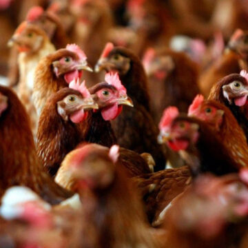 Єврокомісія й досі остерігається вінницької курятини
