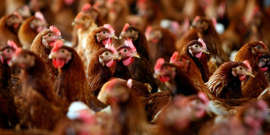 Єврокомісія й досі остерігається вінницької курятини