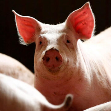 На Вінниччині зареєстрували африканську чуму свиней