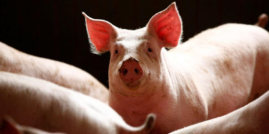 На Вінниччині зареєстрували африканську чуму свиней