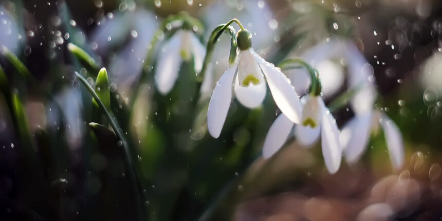 У Вінниці попереджають, що штрафуватимуть торгуючих червонокнижними квітами