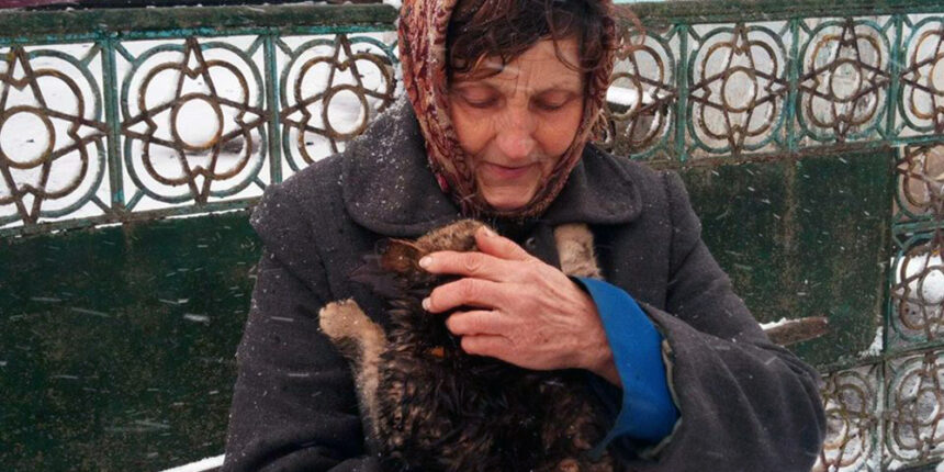 У Сутисках рятувальники зняли з дерева кота, який просидів там дві доби