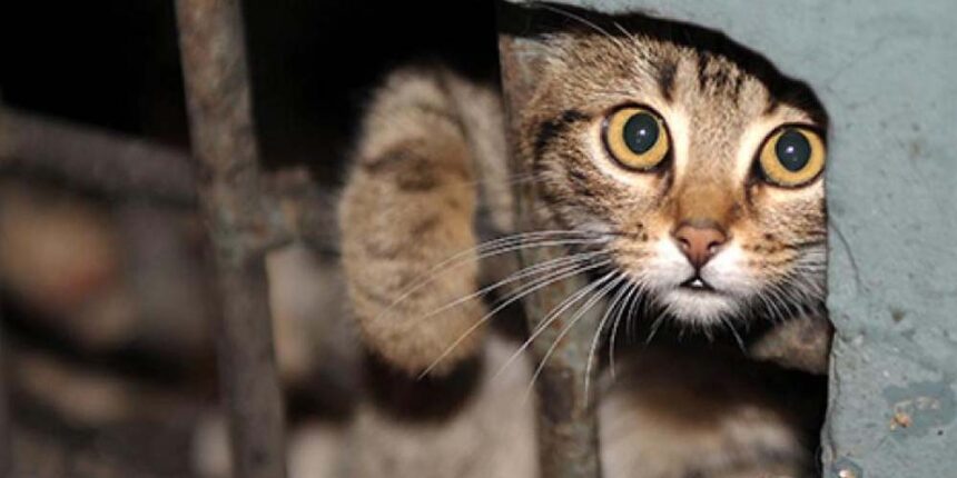 У Барській громаді вимагають визнати безпритульних котів частиною екосистеми міста