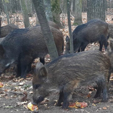 Лісівники завершили облік диких тварин у Вінницькій області