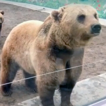 У зоопарку Вінниці ведмеді цієї зими у сплячку не залягали