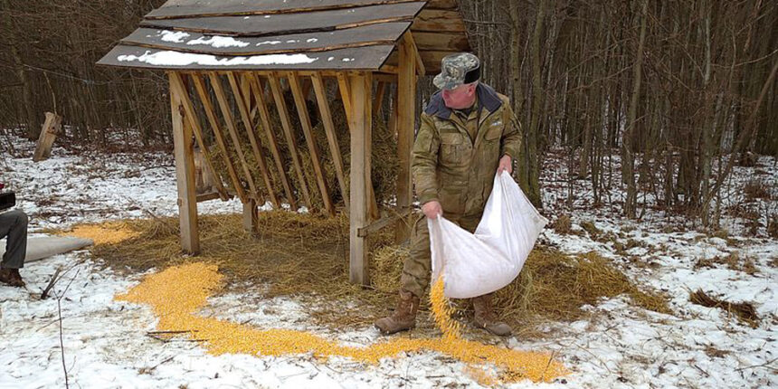 Смаколики для дикої фауни Вінниччини лісники розвозять тюками на автівці