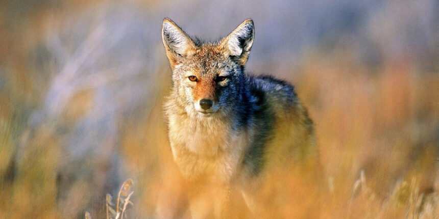 У вінницькі очерети переселяються нові хижаки - шакали