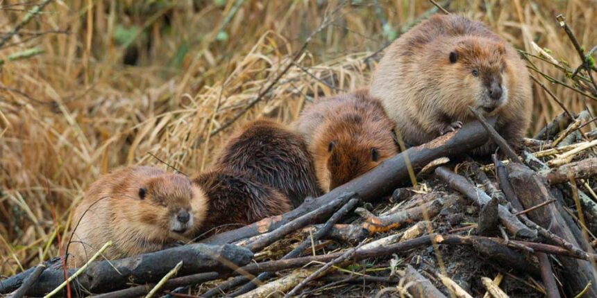 На Вінниччині побільшало бобрів