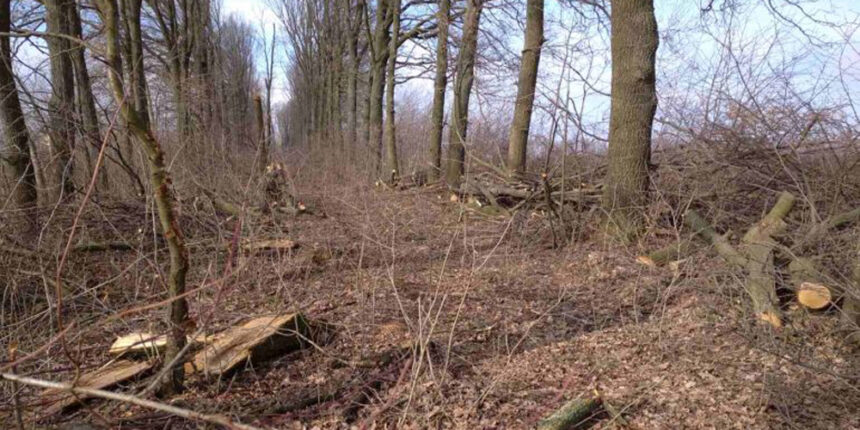 На Вінниччині викрито "чорних лісорубів"