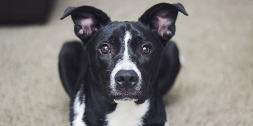 У Жмеринці рятувальники витягли пса з колодязя