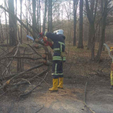 Рятувальники прибрали з автошляху на Вінниччині повалене вітром дерево