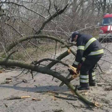 У теплицькому районі рятувальники розкряжували повалене вітром дерево