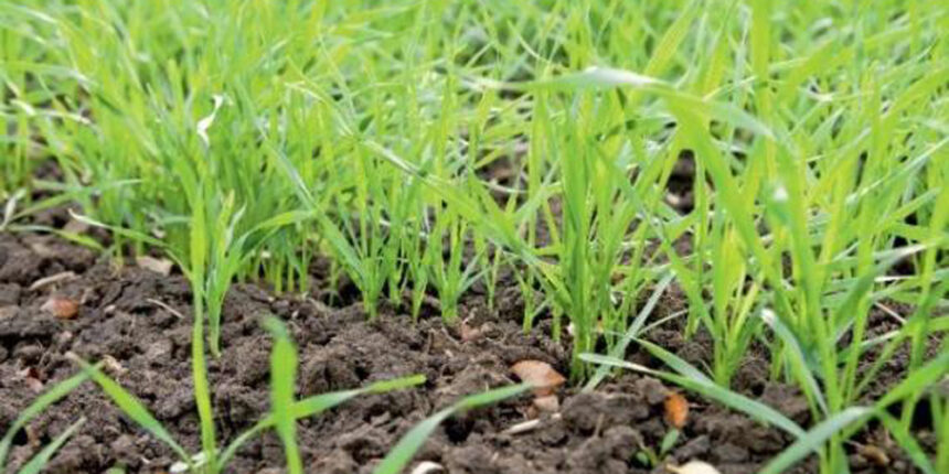 На Вінниччині 92% озимини у доброму стані та сільгосптехніка забеспечена пальним