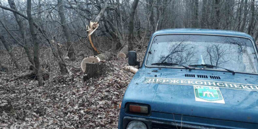 У Вінницькій області зловмисники вирубали 211 дерев породи дуб