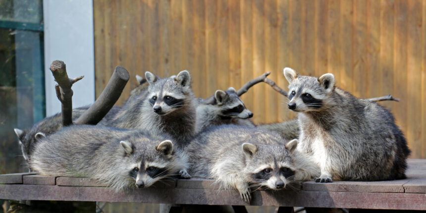 У вінницькому зоопарку відвідувачі милуються дитинчатами-єнотами