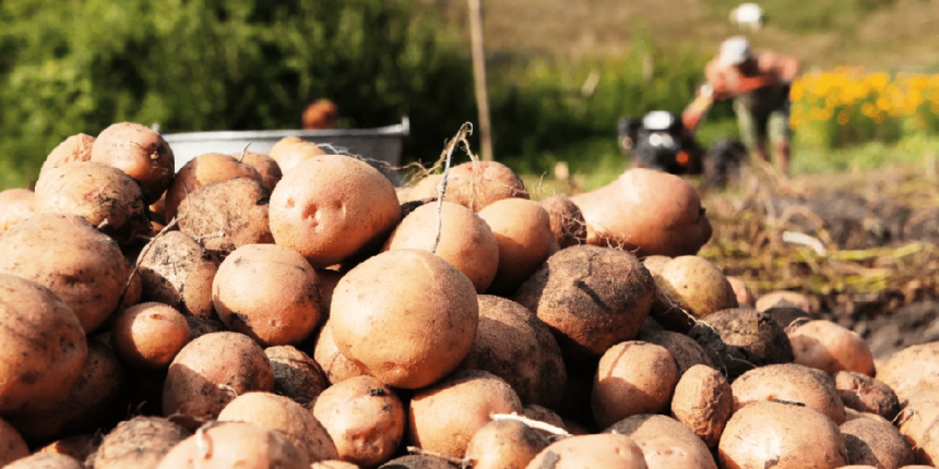Вінницька область лідирує за врожайністю картоплі в країні