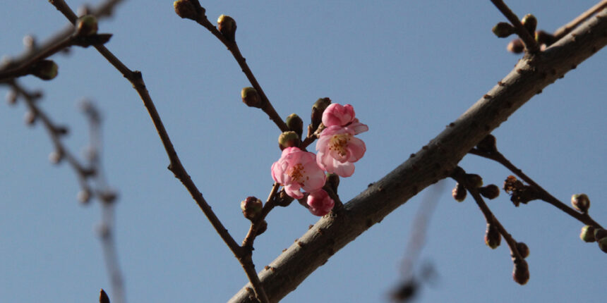 Дивовижа: у Вінниці розквітли сакури
