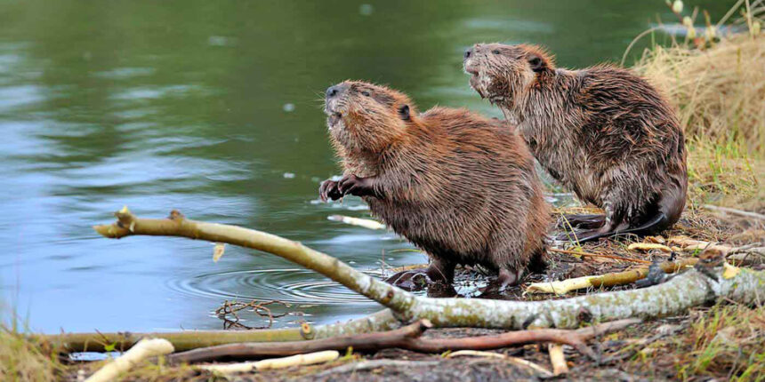 Вінничани просять вберегти від бобрів дерева на Вишенському озері