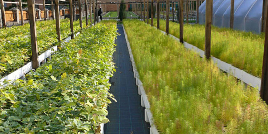 На Вінниччині скористались раннім теплом і вже висадили половину лісових культур