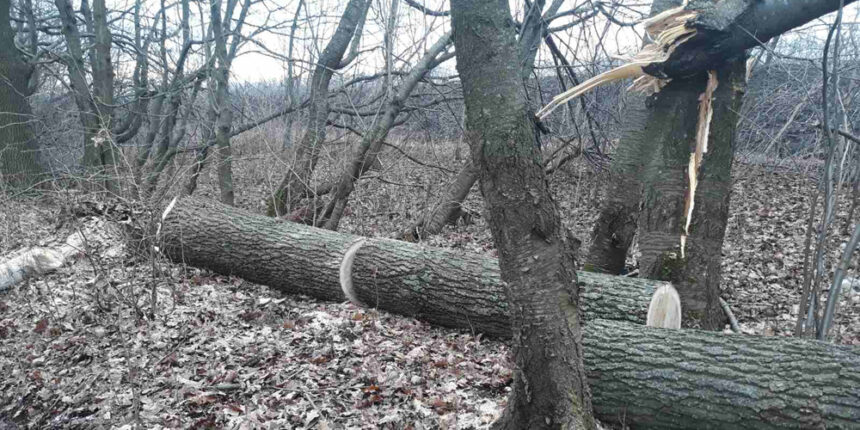 На Вінниччині з порушника, що незаконно рубав дерева стягнули 10 тисяч гривень