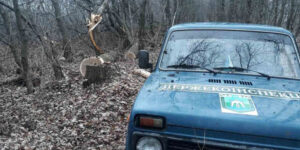 На Вінниччини за участі директора лісництва незаконно вирубали дерева