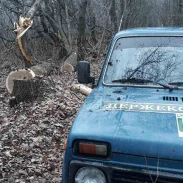 На Вінниччини за участі директора лісництва незаконно вирубали дерева