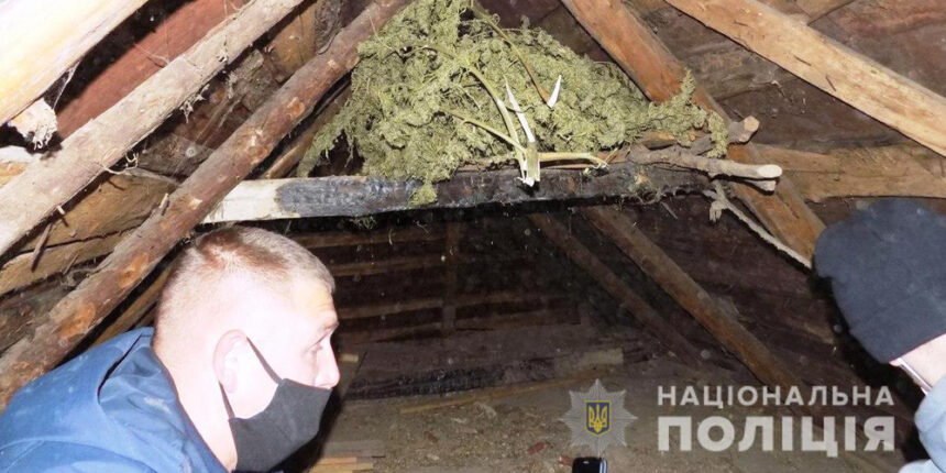 Мешканець Барського району вирощував на присадибній ділянці коноплі