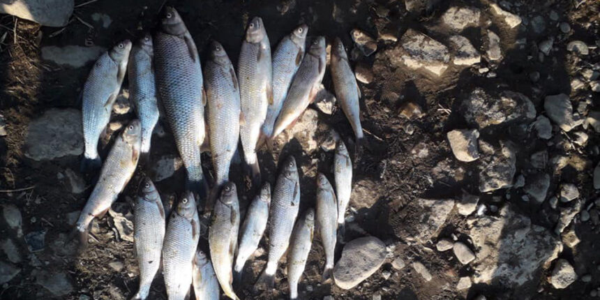 На Вінниччині на 180 тисяч гривень збитків виловили червонокнижних вирезубів