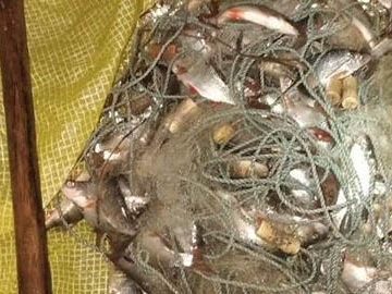 В Немирівському районі незаконо наловили риби мйже на 18 тис.грн