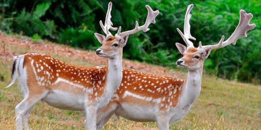 Лань європейська збільшує поголів'я у вольєрах Вінниччини