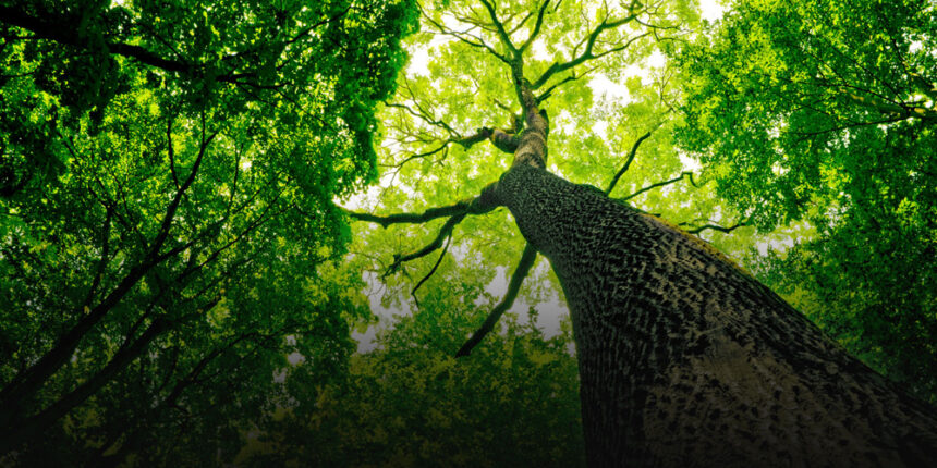 У вінницьких лісах до 15 червня має панувати тиша