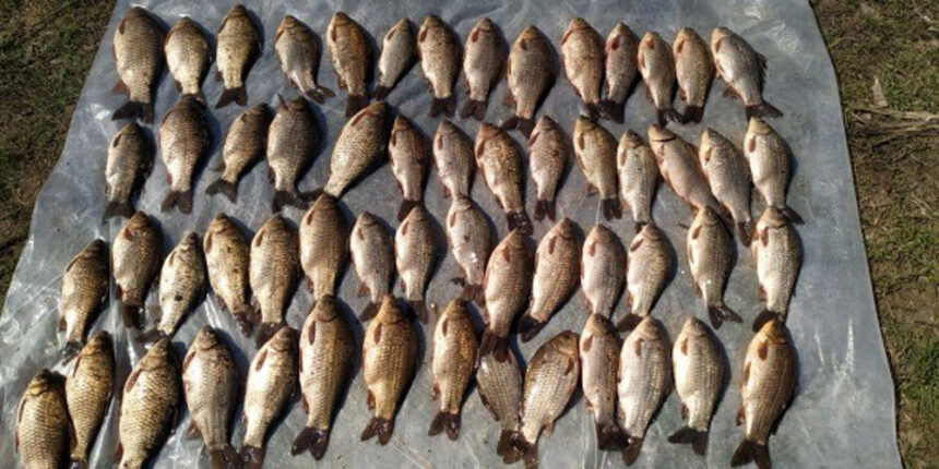 На Вінниччині порушник, в період нересту сітками виловив 16 кг карасів