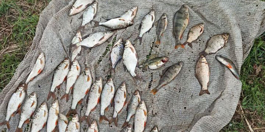 Наловив карася з плотвичкою та іншим на Південному Бузі — отримав протокол