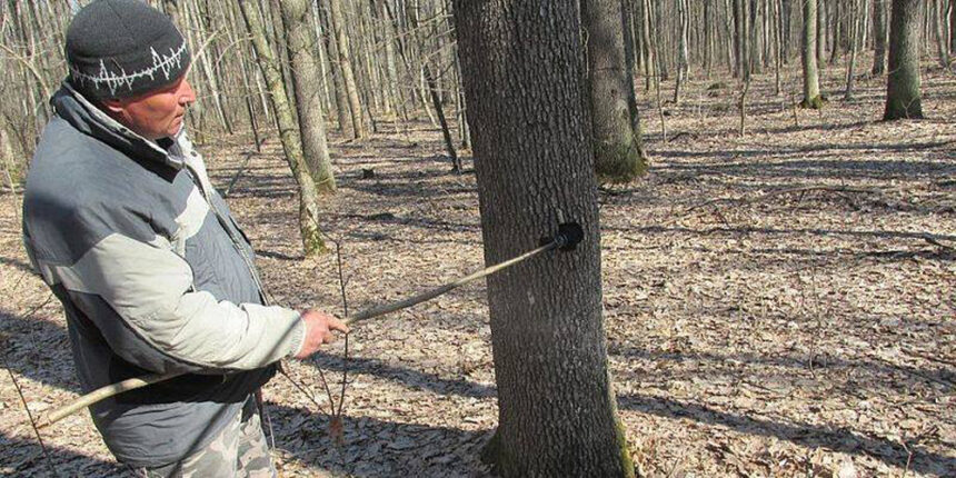 Вінницькі лісівники відвойовують дуби у шовкопряда