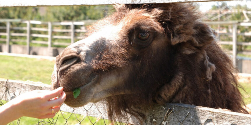 Вінницький зоопарк шукає опікунів для тварин