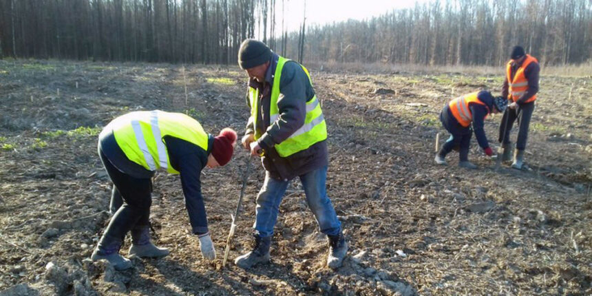 Весняна посадка лісу на Вінниччині вже майже завершена