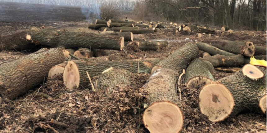 На Вінниччині лісник, посприяв незаконній вирубкі 9 метрів кубічних дубів