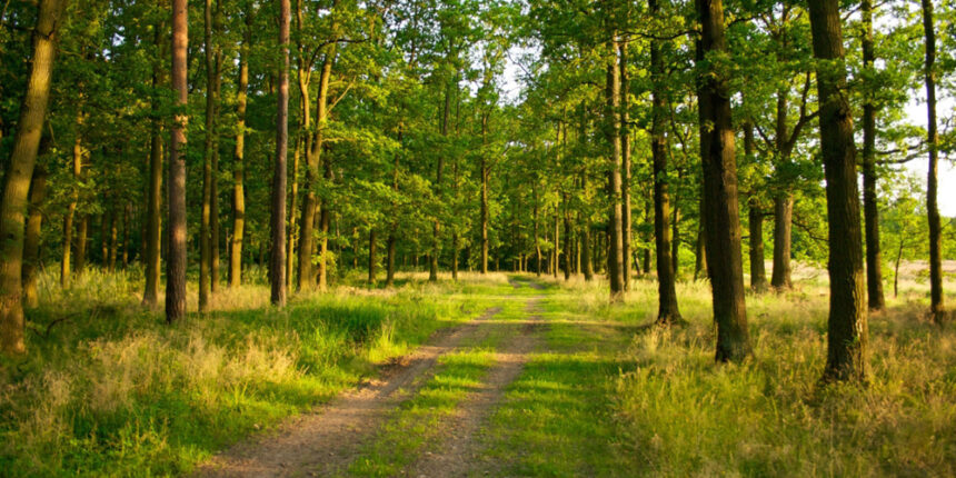 Новий голова Тульчинського району заборонив мешканцям ходити в ліс