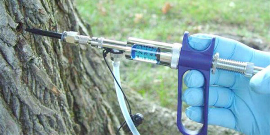 У Ладижині зроблять щеплення всім каштанам! Чи скористається досвідом Вінниця?