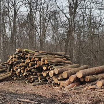 Працівникам СБУ запропонували хабар, щоб уникнути відповідальності за нелегальну вирубку дерев на Вінниччині