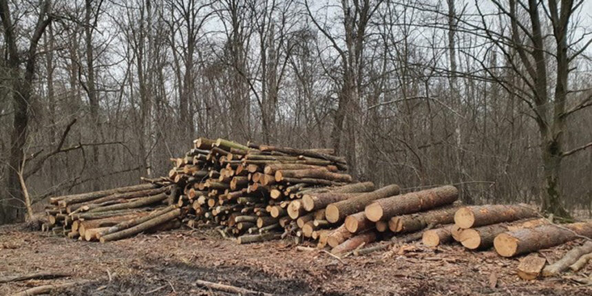 Працівникам СБУ запропонували хабар, щоб уникнути відповідальності за нелегальну вирубку дерев на Вінниччині