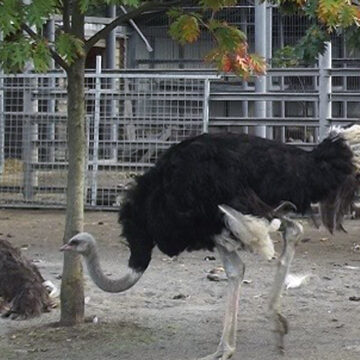 Вінницький підприємець взяв під опіку страусів Подільського зоопарку